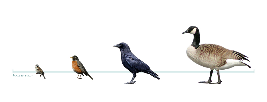 Bird Yardstick