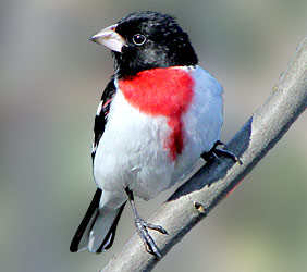 clo720_100_grosbeak_en-usSMALL