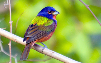 Painted Bunting: Mark Eden