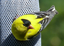 American Goldfinch male in summer plumage, May: Janet Petrik