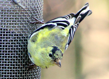 American Goldfinch male in transition, March: Kevin J. McGowan
