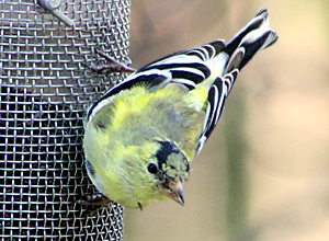 American Goldfinch male in transition, March