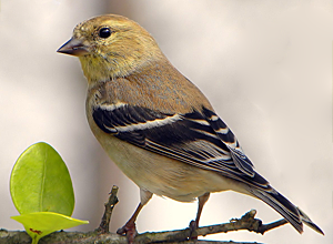 American Goldfinch male in winter plumage, February