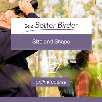 Be a Better Birder Size and Shape online course