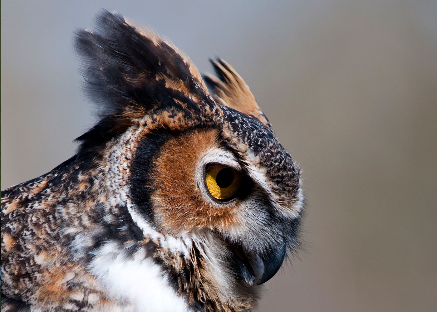 ANATOMY OF A FEATHER – Small and backyard poultry