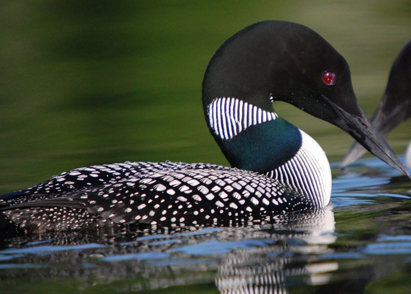 great northern loon - weatherproofing feathers | Bird Academy • The ...