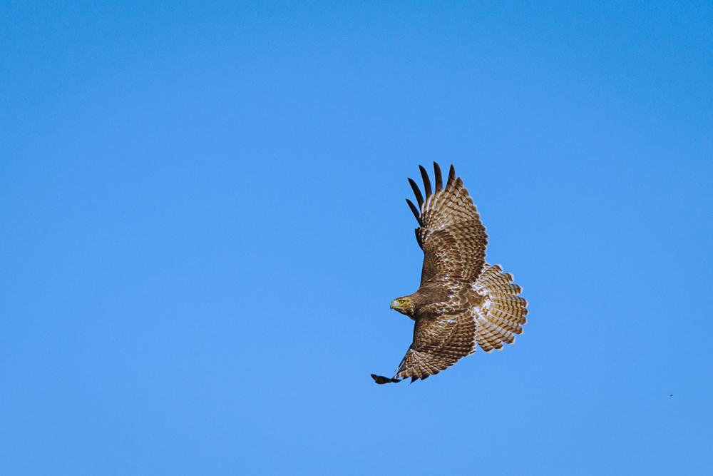 Pale Tail Red Tail Hawk-6533