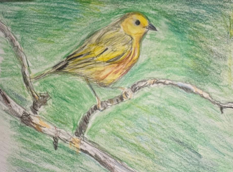 Yellow Warbler Sketch Jan 16 2024