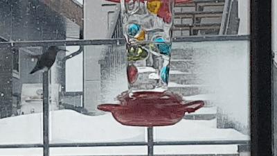 Anna's Hummingbird Feeding in a Snow Storm 2021-02-13