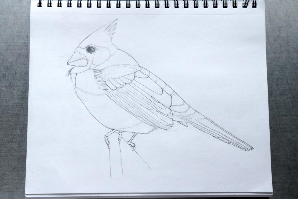 Cardinal drawing19 01 24