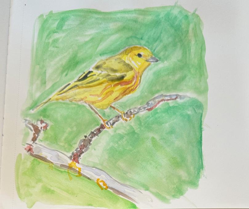 Yellow Warbler Watercolour