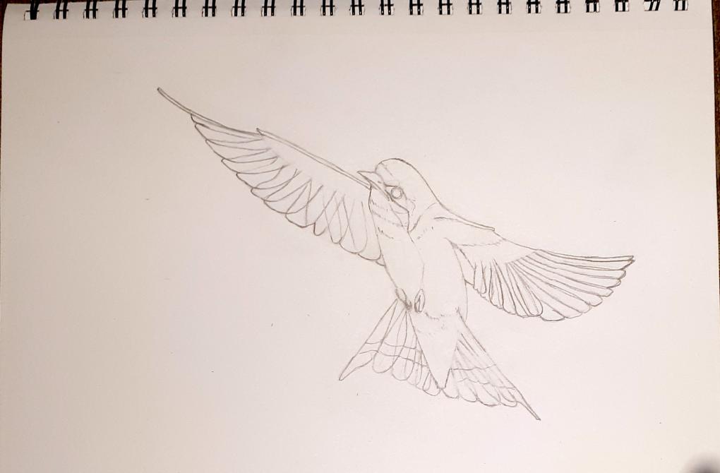 Barn swallow final drawing