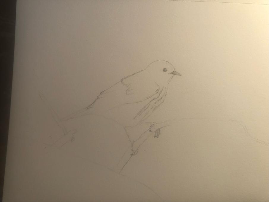 Yellow Warbler Sketch 1