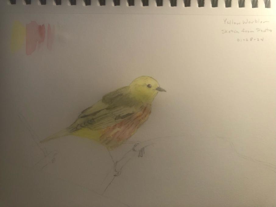 Yellow Warbler Sketch 3 with water colors