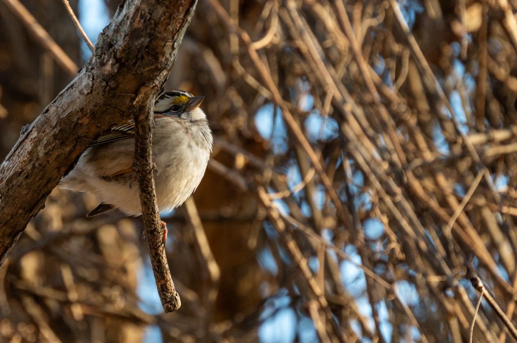 white-throated sparrow - feb 5 bluemont
