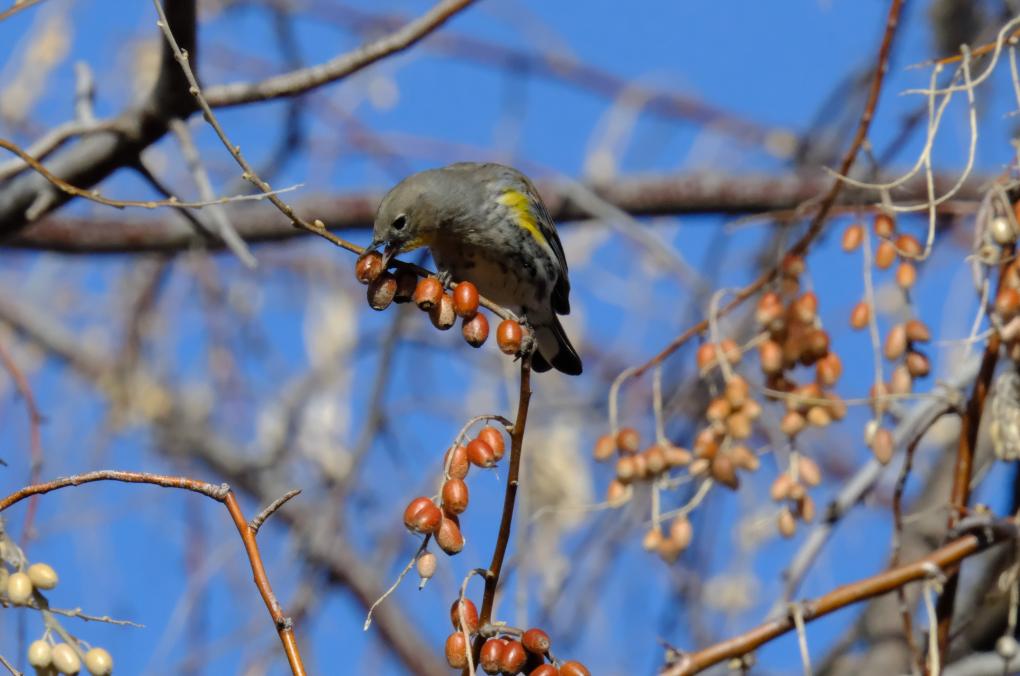 YELLOW RUMPED WARBLER 2-4-24 olives