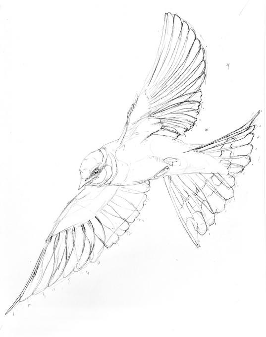 Swallow drawing