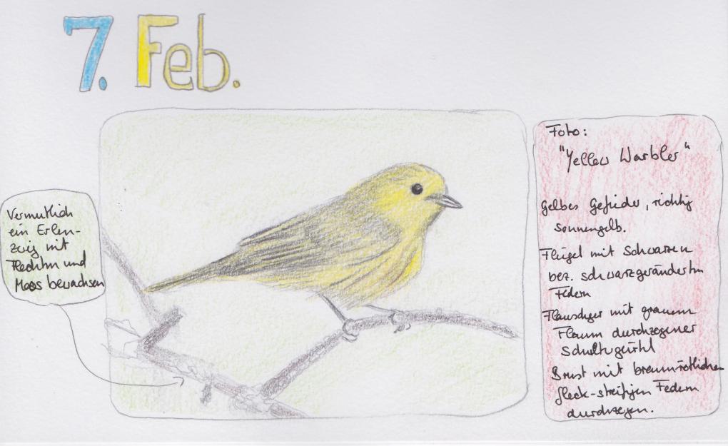 Lektion-1-Yellow-Warbler