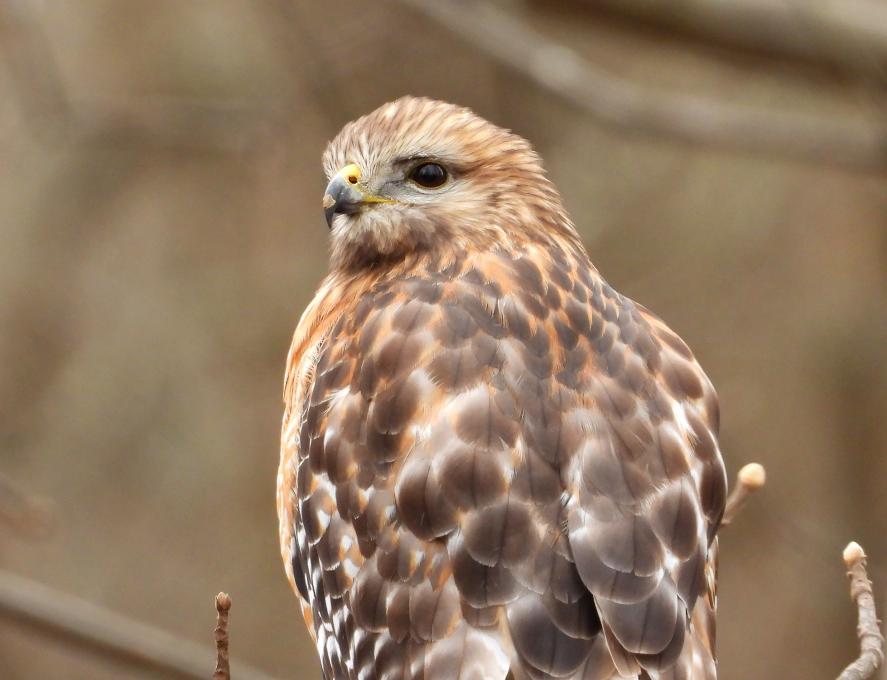 red shouldered hawk_tree_close_winter_1_nwm