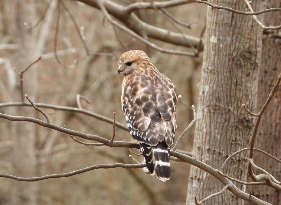 red shouldered hawk_tree_close_winter_4_nwm