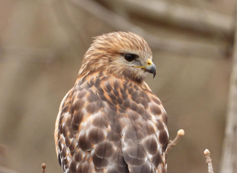 red shouldered hawk_tree_close_winter_5_nwm
