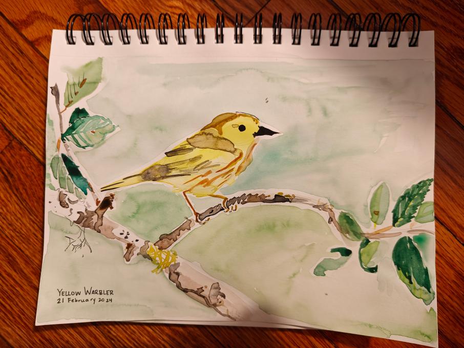 yellow warbler 2024-02-21