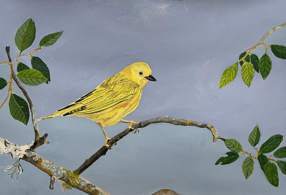 Yellow Warbler Painting