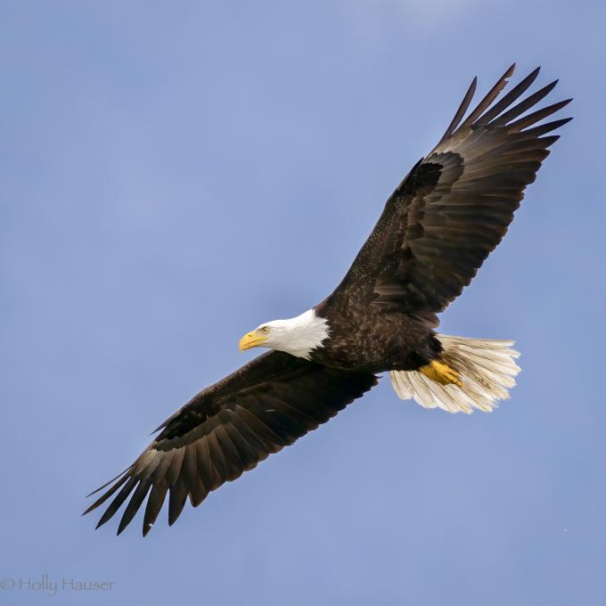 Eagle at Seabeck