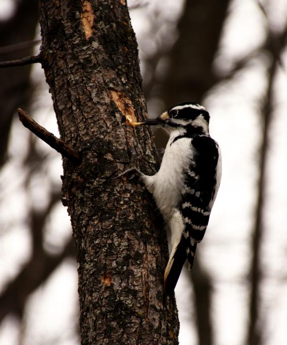 Emerald ash borer is causing a lot of damages to north american trees. Woodpecker is a natural ennemy but is there enough woodpecker to save the forest - dreamstime_xxl_77058834