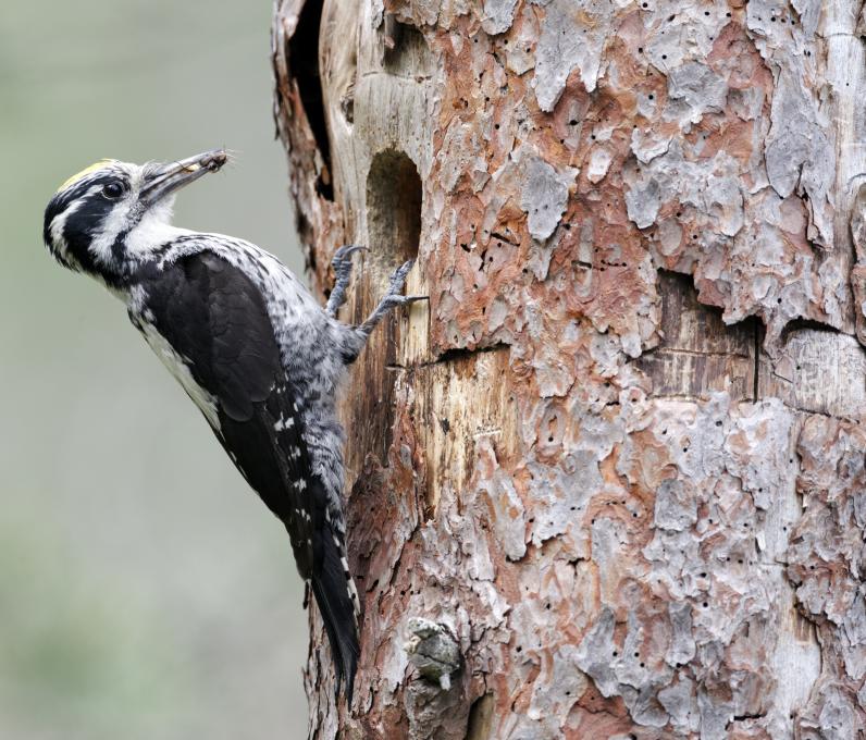 Three-toed woodpecker, Picoides tridactylus, single male at nest - dreamstime_xxl_32611235-A