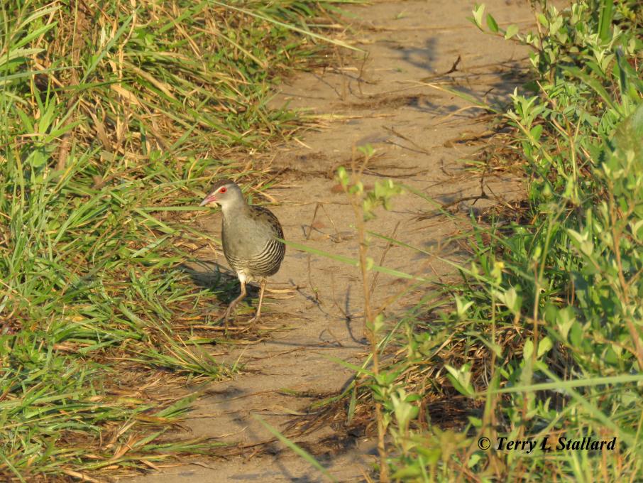 IMG_5406 African Crake Umlalazi 20200924