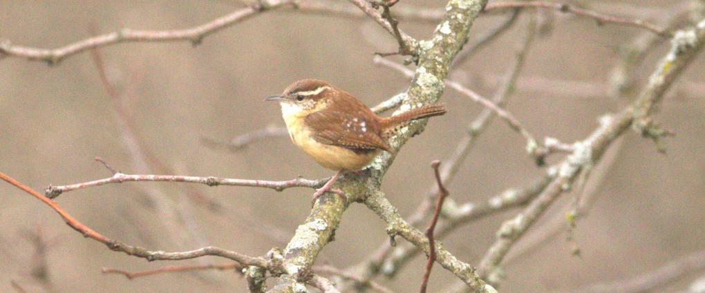 Carolina wren