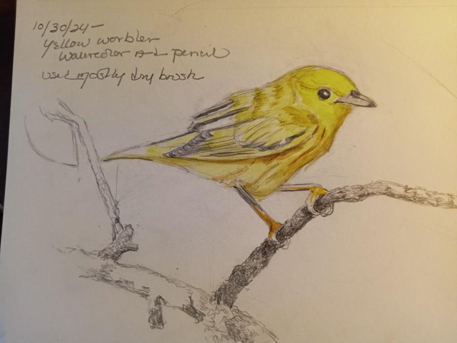 Yellow Warbler #2