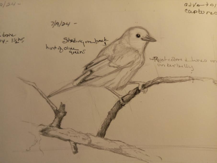 yellow warbler sketch
