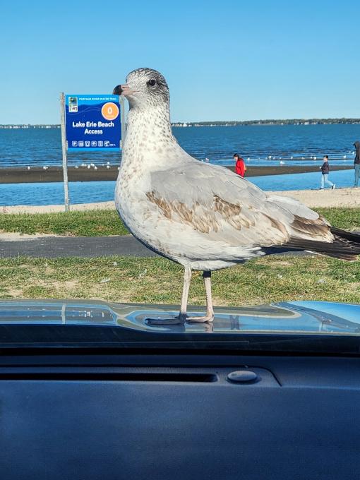 Ring-billed Gull on car