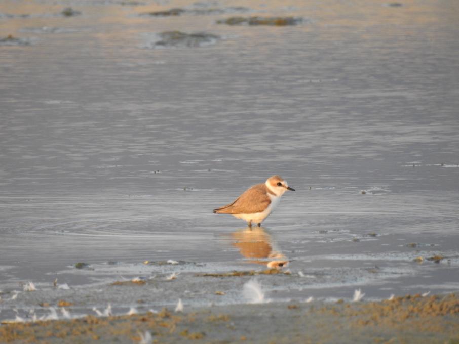 35B8248C-42FB-4B47-BF44-8047A791E7B4_1_105_c