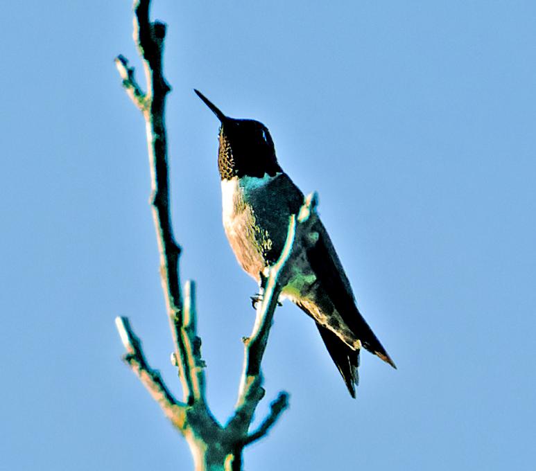 rubythroatedhummingbird 072223 KWB_129_web