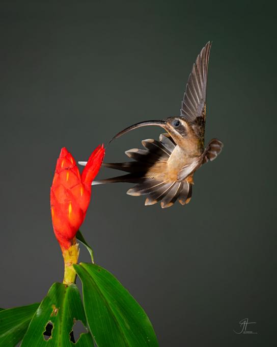 20241124-Long-billed Hermit-MF-001