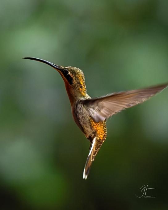 20241126-Band-tailed Barbthroat-004