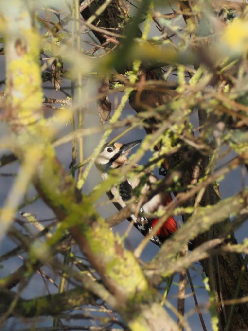 woodpecker1