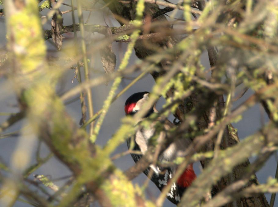 Woodpecker116.01.2025