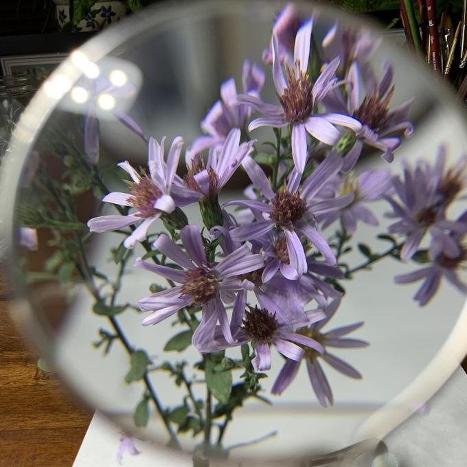Purple Aster 6