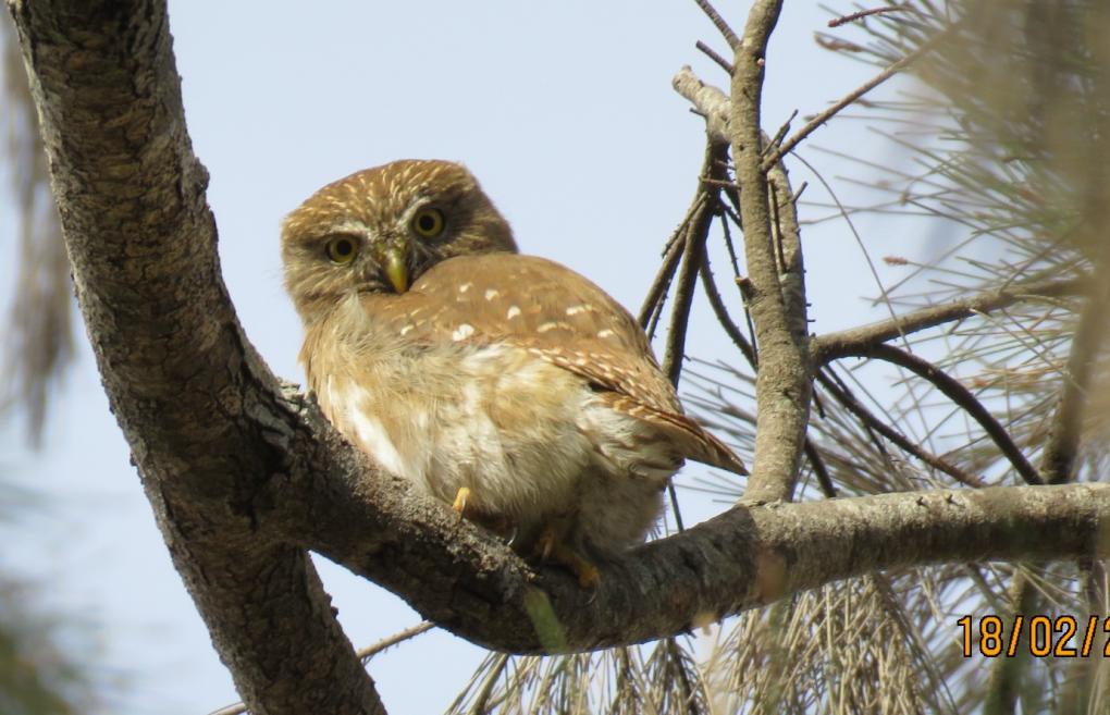 Ferruginous Pigmy Owl 4