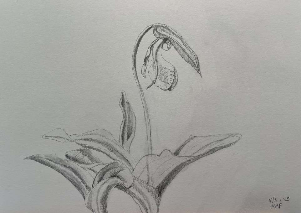 Lady Slipper
