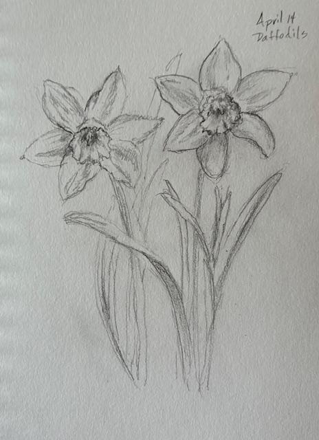 Daffodils