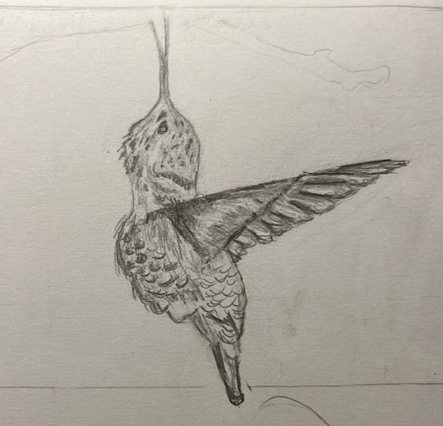 hummingbird