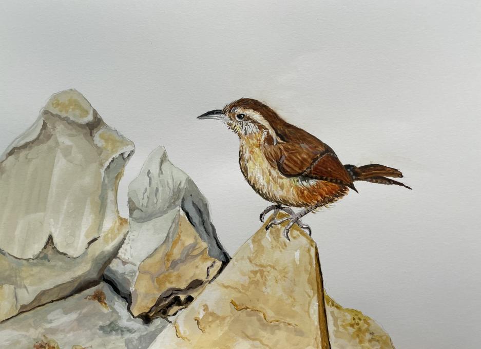 Wren on Stone