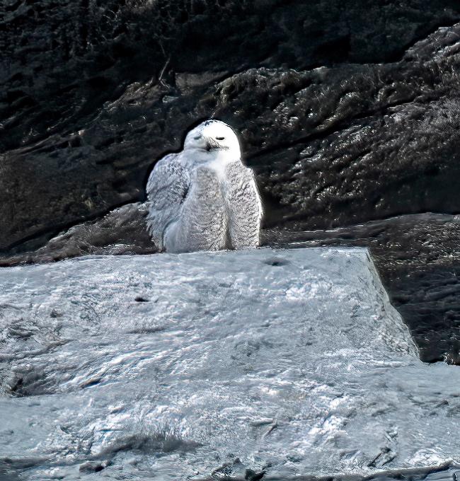 snowyowl 122821_KWB_SPNWR.RI_3006web