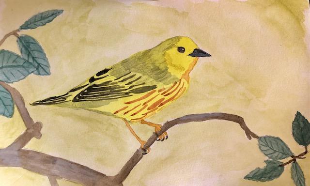 Yellow Warbler After