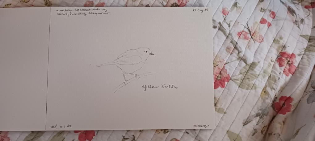 Rachel's Yellow Warbler